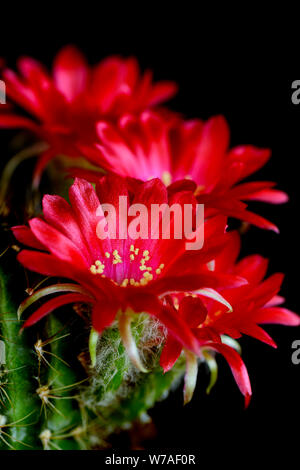 Close up of Red fleurs de Lobivia spp. sur fond noir. Banque D'Images