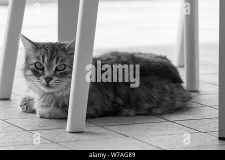 Chat à poils longs de l'élevage en plein air, la race sibérienne se détendre Banque D'Images