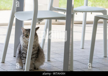 Chat à poils longs de l'élevage en plein air, la race sibérienne se détendre Banque D'Images