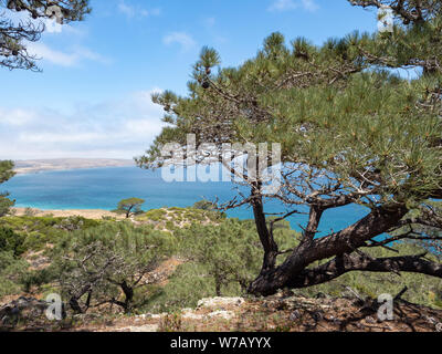 Torry Pines randonnée pédestre, près de ranch à Bechers Bay Pier sur une journée de printemps ensoleillée, l'île de Santa Rosa, Channel Islands National Park, Ventura, Californie, USA Banque D'Images