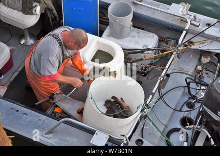 Déchargement pêcheur vit sa prise du jour à Port San Luis Avila California à partir de l'océan Pacifique avec net et le bar du nord vrai homme Banque D'Images