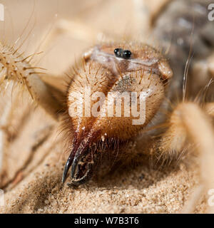 Close up de la tête de scorpion wind israélien Banque D'Images