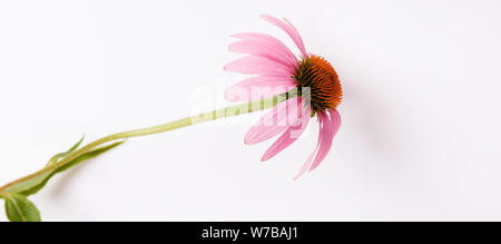 Fleur pourpre sur fond blanc, la bannière. Fleur d'échinacée. Echinacea purpurea. Banque D'Images