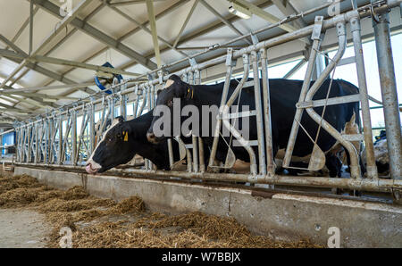 Belles vaches dans une étable moderne Banque D'Images