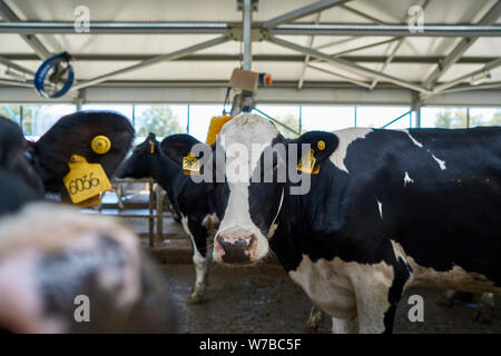 Belles vaches dans une étable moderne Banque D'Images