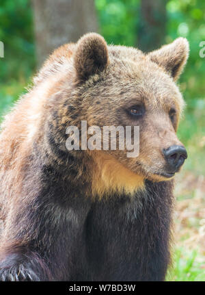 Majella National Park (Italie) - l'été dans la réserve naturelle des montagnes des Abruzzes, avec l'ours marsicain. Banque D'Images