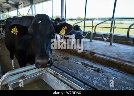 Belles vaches dans une étable moderne Banque D'Images