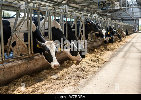 Belles vaches dans une étable moderne Banque D'Images