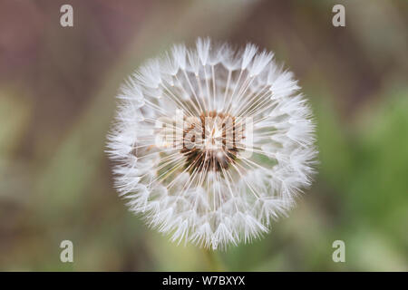 Image en gros plan d'un semis de fleurs de pissenlit (Taraxacum) pendant un jour d'été pluvieux Banque D'Images