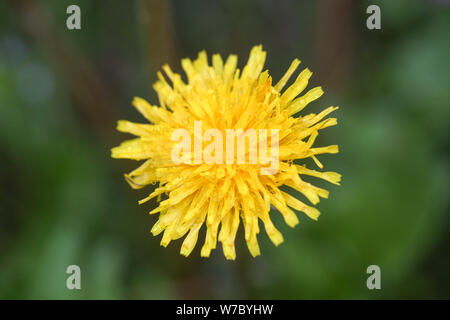 Image en gros plan d'une fleur de pissenlit jaune à fleurs (Taraxacum) pendant un jour d'été pluvieux Banque D'Images