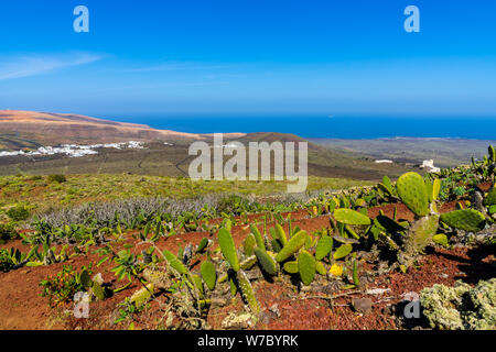 L'Espagne, Lanzarote, sec nature volcanique paysage derrière sur cactus vert corona volcan près de ye Banque D'Images