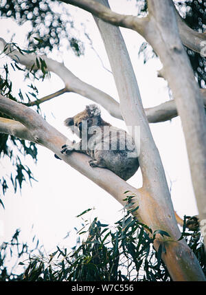 Koala dans son eucalyptus , Australie Banque D'Images