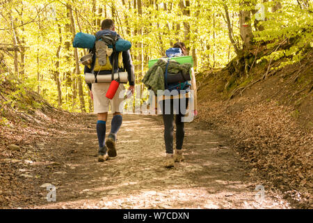 Marcher dans la forêt entouré de hêtres sur les Dieux chemin entre Bologne et Florece en Italie. Banque D'Images