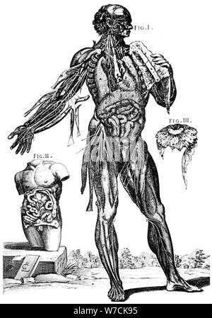 Montrant la plaque de muscles et contenu de l'abdomem, 1648. Artiste : Pietro Berrettino Banque D'Images