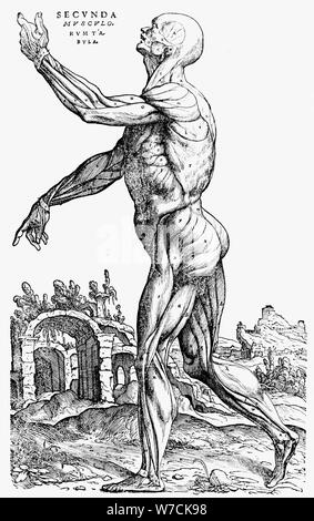 La seconde plaque des muscles, du Livre II du De humani corporis fabrica, 1543. Artiste : Andreas Vesalius Banque D'Images