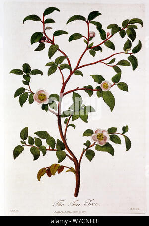 Plateau : Branche de Camellia sinensis, 1798. Artiste : Inconnu Banque D'Images