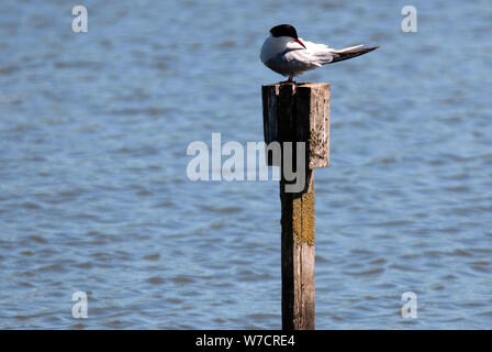 RSPB Saltholme, County Durham Banque D'Images