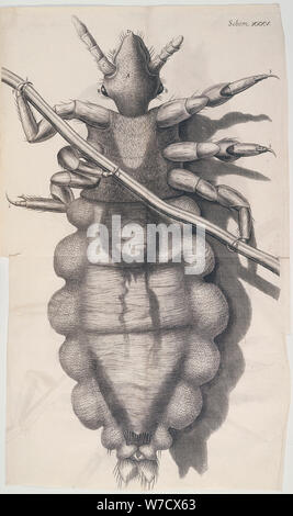 Louse accroché à un cheveu humain de Hooke dans Micrographia, 1665 Artiste : Inconnu Banque D'Images