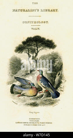 "La Bibliothèque du naturaliste, de l'Ornithologie Vol V, Pigeon Bague', c1833-1865.Artiste : William Home Lizars Banque D'Images