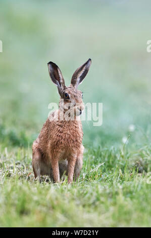 Lièvre brun (Lepus europaeus) UK Banque D'Images