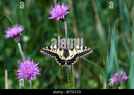 Papillon machaon (Papilio machaon britannicus) UK Banque D'Images