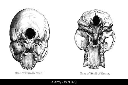 Et les crânes d'orangs-outans, 1848. Artiste : Inconnu Banque D'Images