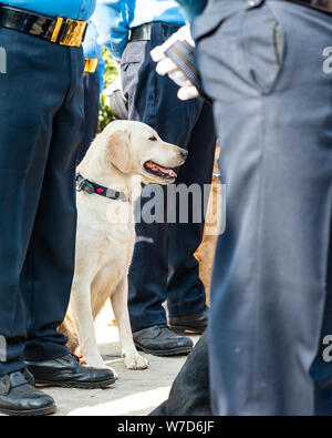 Katmandou, Népal - 6 novembre, 2018 : le Népal célèbre Tihar festival Kukur (chien) à l'École de formation de chien de police central. Banque D'Images