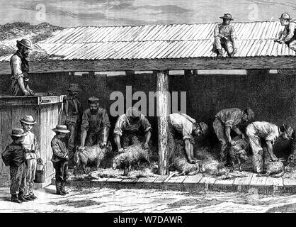 Tonte de moutons, de l'Australie, 1886.Artiste : UN Sirouy Banque D'Images
