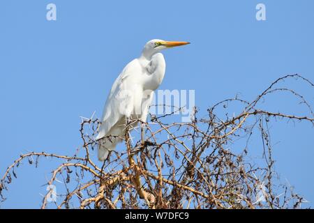 Grande Aigrette (Ardea alba) sur un arbre sur les rives de la Rivière Shire rencontrés à un safari dans le Parc National de Liwonde, Malawi Banque D'Images