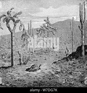 L'île de l'archipel des Galapagos, infatigable, 1895. Artiste : Inconnu Banque D'Images