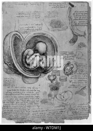 Croquis anatomiques d'un foetus humain dans le ventre, c1510 (1954). Artiste : Leonardo da Vinci Banque D'Images