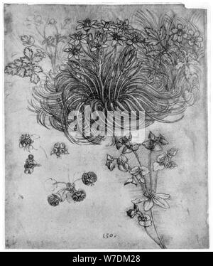 Étude d'un 'Star de Bethléem' Plante, 1505-1507 (1954). Artiste : Leonardo da Vinci Banque D'Images