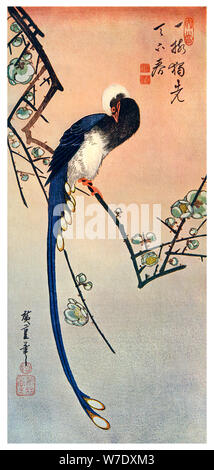 'Long Tailed Blue Bird sur une branche de prunier en fleurs', 19e siècle (1925). Artiste : Inconnu Banque D'Images