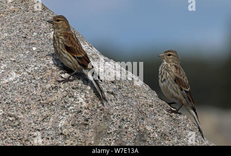 Deux jeunes filets de linets communs, Linaria cannabina debout sur la roche Banque D'Images