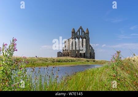 Whitby Abbey vue à travers les hautes herbes et fleurs sauvages. Un petit lac est au premier plan et l'abbaye est définie sur un ciel bleu. Banque D'Images