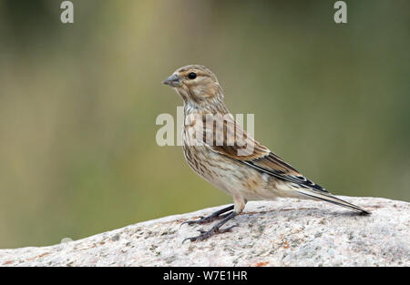 Jeune Common linnet, Linaria cannabina, debout sur la roche Banque D'Images