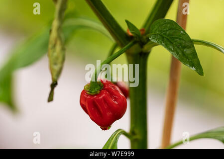 Poivrons Habanero (Capsicum chinense) de la variété Rocotillo, poussant dans un potager. Banque D'Images