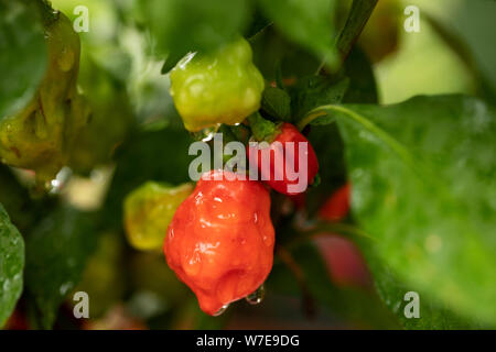 Poivrons Habanero (Capsicum chinense) de la variété Rocotillo, poussant dans un potager. Banque D'Images