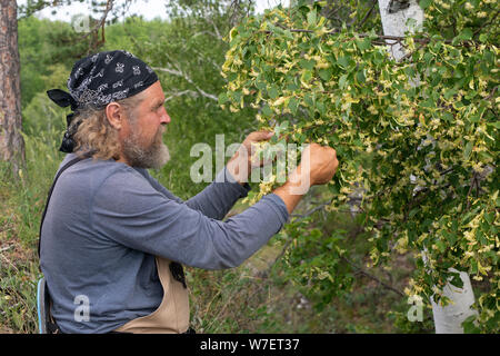 La récolte, un agriculteur barbu prend, découpe sur les inflorescences de tilleul d'une branche d'arbre en été. Plantes médicinales fleurs de tilleul pour les rhumes Banque D'Images