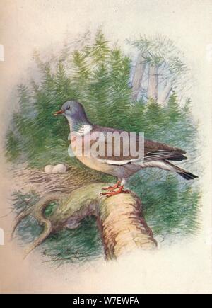 «Wood-Pigeon Ring-Dove ou - Colum'ba palum'bus', c1910, (1910). Artiste : George James Rankin. Banque D'Images