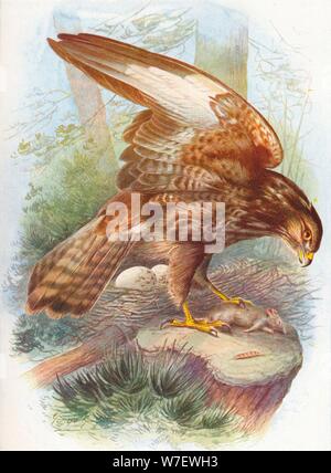 'Common Buzzard - Bu'teo vulga'ris', c1910, (1910). Artiste : George James Rankin. Banque D'Images
