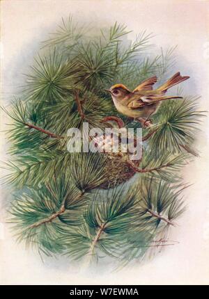 'Goldcrest - Reg'ulus crista'tus', c1910, (1910). Artiste : George James Rankin. Banque D'Images