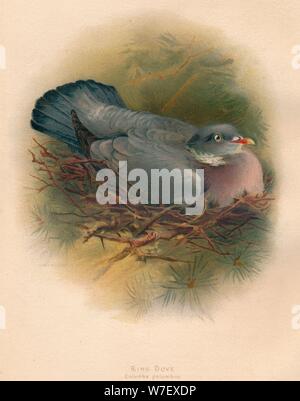 'Ring Dove (Columbs palumbus)', 1900, (1900). Artiste : Charles Whymper. Banque D'Images