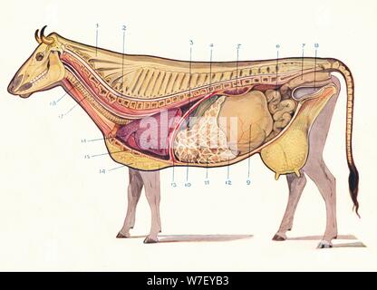 La section médiane de la vache, montrant principaux organes de digestion, etc, c1905 (C1910). Artiste : Inconnu. Banque D'Images