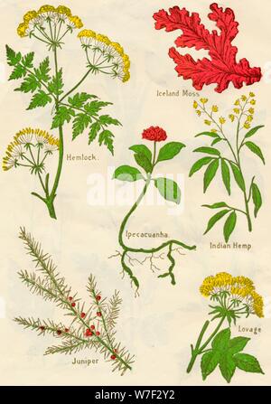 Fleurs : la pruche, le lichen d'Islande, l'ipéca, chanvre indien, Juniper, livèche, c1940. Artiste : Inconnu. Banque D'Images