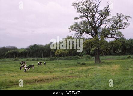 Bosworth Field. Le Leicestershire, Angleterre, 20e siècle. Artiste : CM Dixon. Banque D'Images