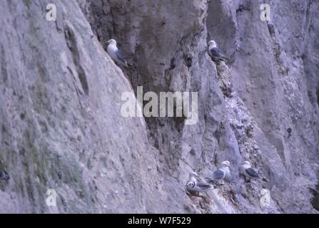 La mouette tridactyle (Rissa tridactyla) qui nichent dans les falaises de craie, Kent, 20e siècle. Artiste : CM Dixon. Banque D'Images