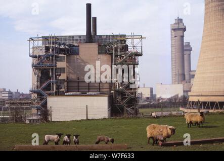 Cheviot-Black moutons paissent à la centrale nucléaire de Calder Hall, Cumberland, 20e siècle. Artiste : CM Dixon. Banque D'Images