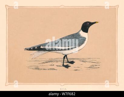 Gull', '(Laridae), c1850, (1856). Artiste : Inconnu. Banque D'Images