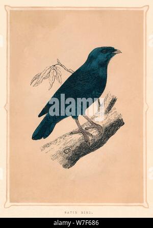 'Satin Bird', (Ptilonorhynchus violaceus), c1850, (1856). Artiste : Inconnu. Banque D'Images